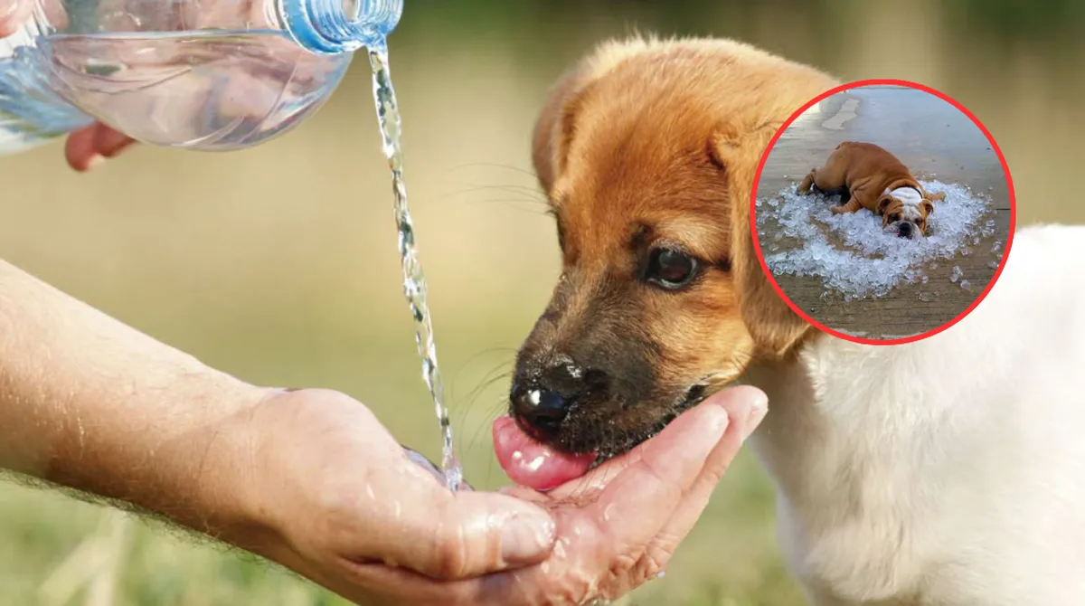 Ola de calor: Guía básica para evitar el golpe de calor en tus mascotas