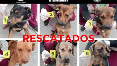 La intervención se realizó tras una denuncia ciudadana, lo que permitió la ejecución de un cateo en un domicilio de la colonia Arbolada.