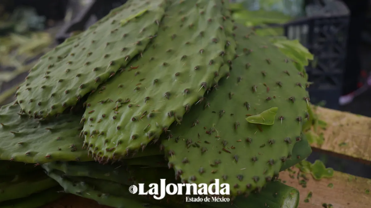 El precio del nopal se dispara hasta 10 veces su costo