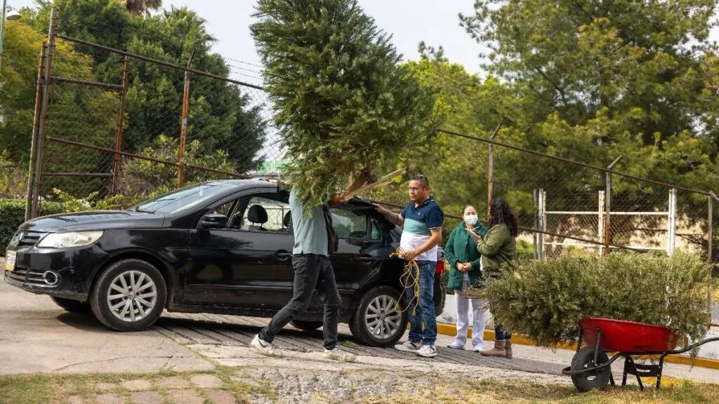 Municipios mantienen acopio de árboles navideños