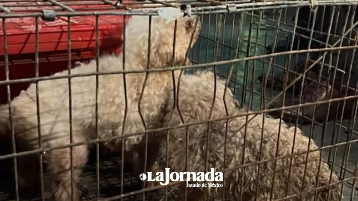 Hallan a 31 perritos maltratados, sin agua ni alimento en Ecatepec