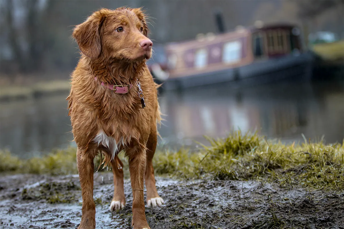 Vecinos de Toluca promueven el cuidado responsable de mascotas durante temporada de lluvias