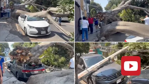 ¡Imágenes impactantes! Un árbol gigante sorprendió a los vecinos de la Agrícola Oriental al desplomarse sobre 5 vehículos.