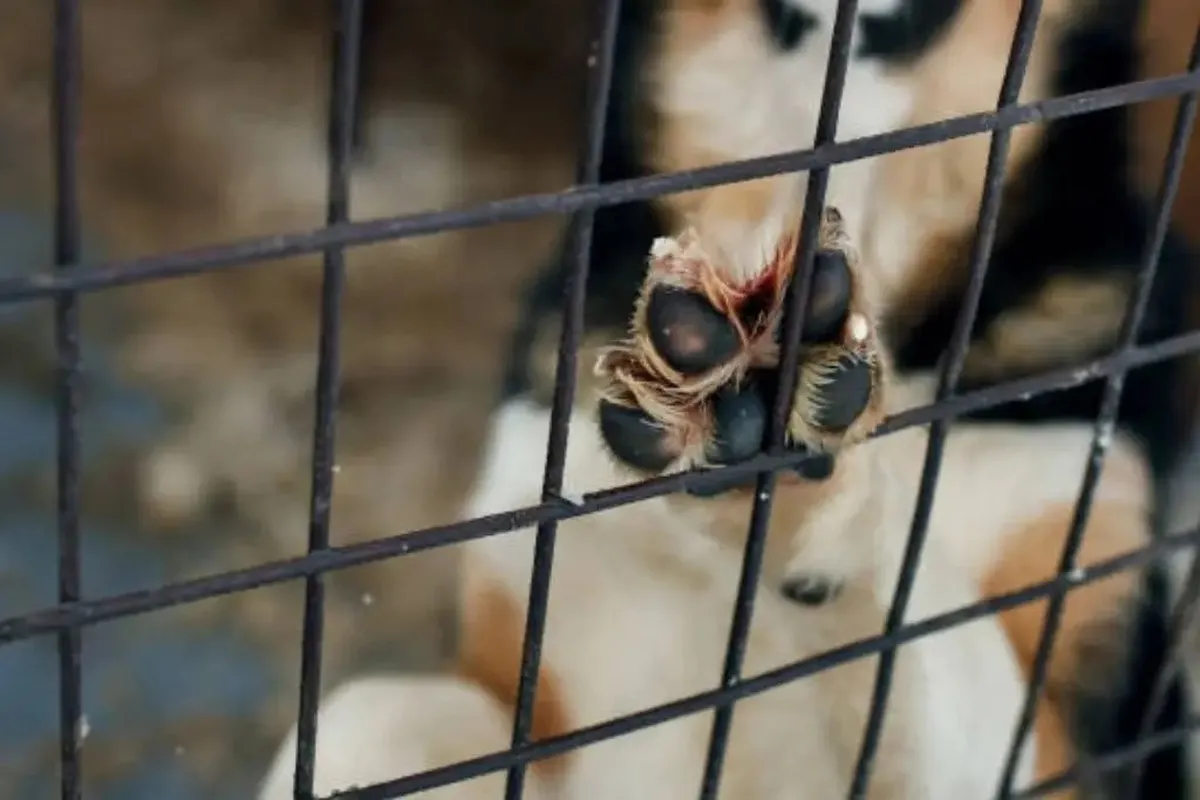 Prohibición del maltrato animal se presentará en reforma constitucional