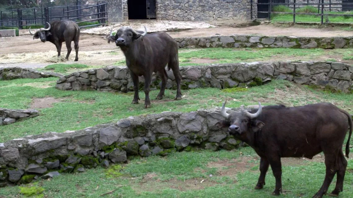 Parque Ecológico Zacango logra varios nacimientos en diez meses