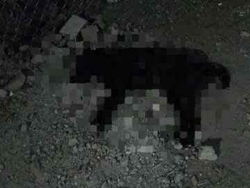 Envenenan a siete perros en Temascalapa