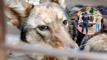 Tlalmanalco suma rescates de animales silvestres tras operativos de autoridades.