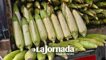 Maíz disminuye producción, especialistas lo atribuyen a cambio climático