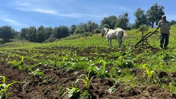 Campo mexiquense opera sistema vigilancia sanitaria para evitar brotes
