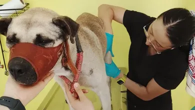 De acuerdo con la institución, la atención inmediata a estos casos busca reducir el sufrimiento animal y fomentar la empatía ciudadana.