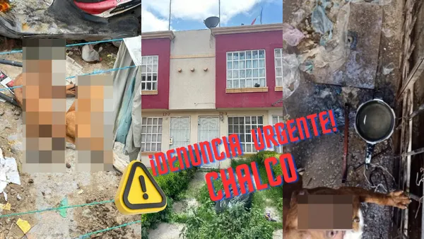 Vecinos de Chalco denuncian el abandono de tres perros; uno murió y los otros están en riesgo.