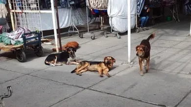 Los perros en situación de calle