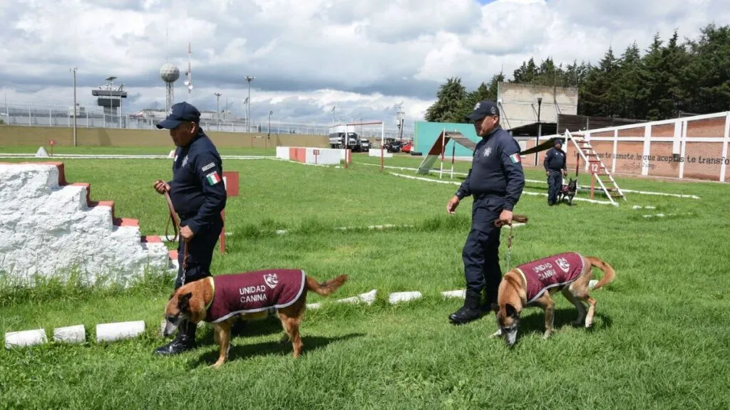 Caninos de la SSEM cumplen su servicio y son trasladados a Almoloya de Juárez para su jubilación