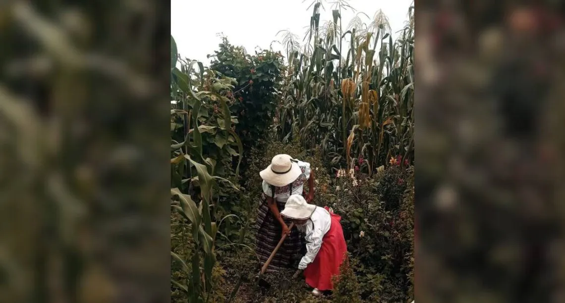 Atlautla: Dan a conocer ganadores del concurso “Amor por el Campo”