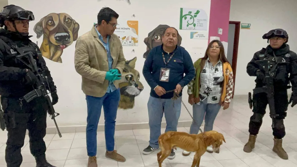 Rescatan a perros víctimas de maltrato animal en Santiago Tlacotepec