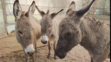 Veterinaria abre cuenta en Only Fans para ayudar a santuario de animales