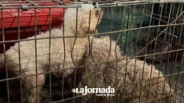 Hallan a 31 perritos maltratados, sin agua ni alimento en Ecatepec