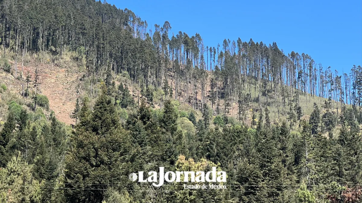 Fiscalía Especializada y Comités Municipales para erradicar tala clandestina