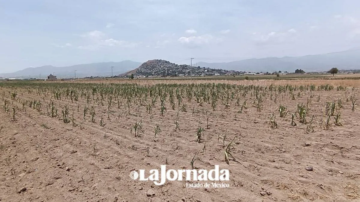 Edomex: Sequía dejará afectación en hectáreas de maíz, exploran gestión de créditos