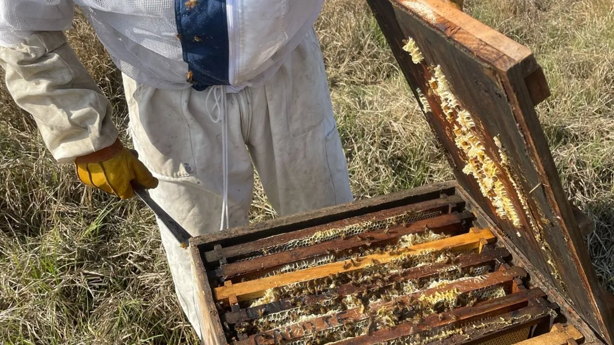 Impulsa Edomex la apicultura con apoyo a más de 100 productores