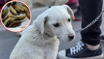 Gusano barrenador en perros del Edomex ¿Qué zonas presentan casos?