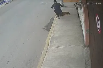 Vecinos de San Marcos Huixtoco en Chalco exigen frenar ataques contra perros comunitarios