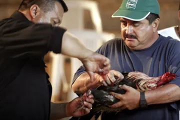 Gallo de palenque; el filo de la tradición