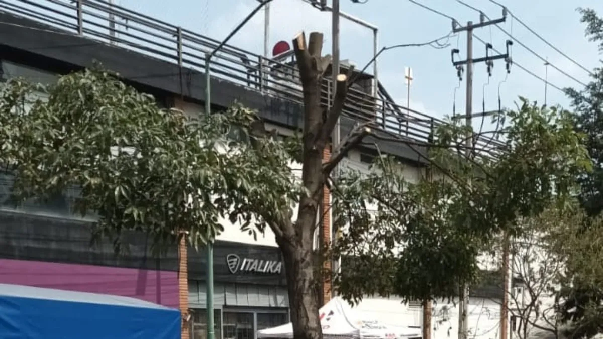 Plaza Punto en Toluca enfrenta procedimiento por desmoche ilegal de árboles