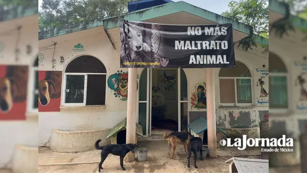 Voluntarias de refugio en Tenancingo denuncian impunidad por maltrato animal