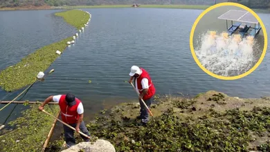 Cuautitlán Izcalli aplica tratamiento para sanear micro lagunas del Lago de Guadalupe