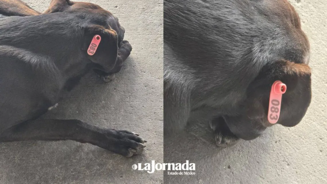 Edomex: Regresa programa ético de control de animales en condición de calle