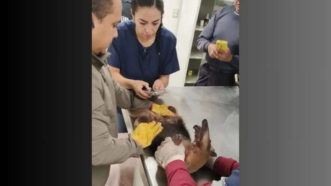 Nezahualcóyotl: rescatan a oso hormiguero de las calles de la colonia Vergel