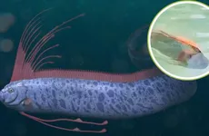 Pez Remo es captado en Baja California Sur