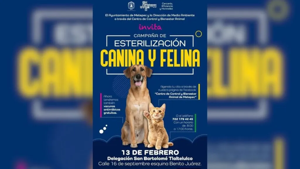 Campaña de esterilización para perros y gatos en Metepec: Fecha y requisitos