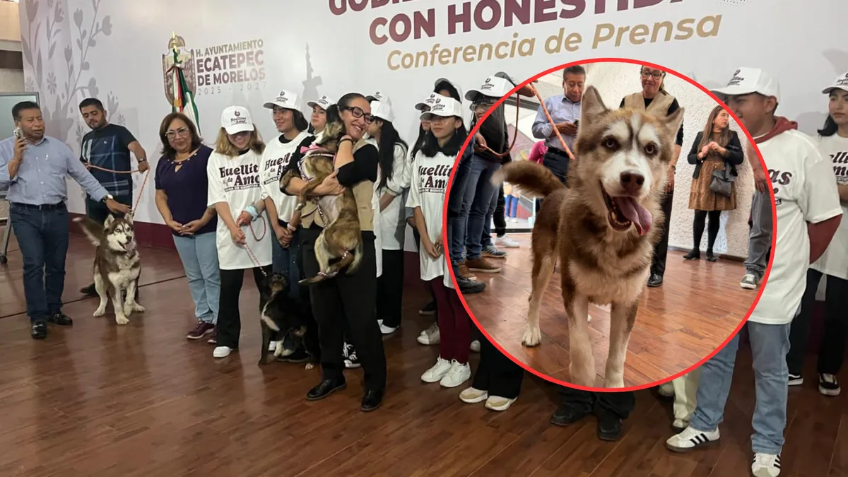 Ecatepec lanza jornada masiva de esterilización para frenar sobrepoblación animal