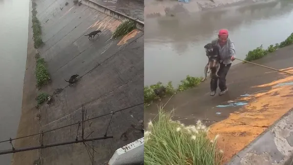 Perros atrapados en canal de aguas residuales son rescatados en Cuautitlán Izcalli