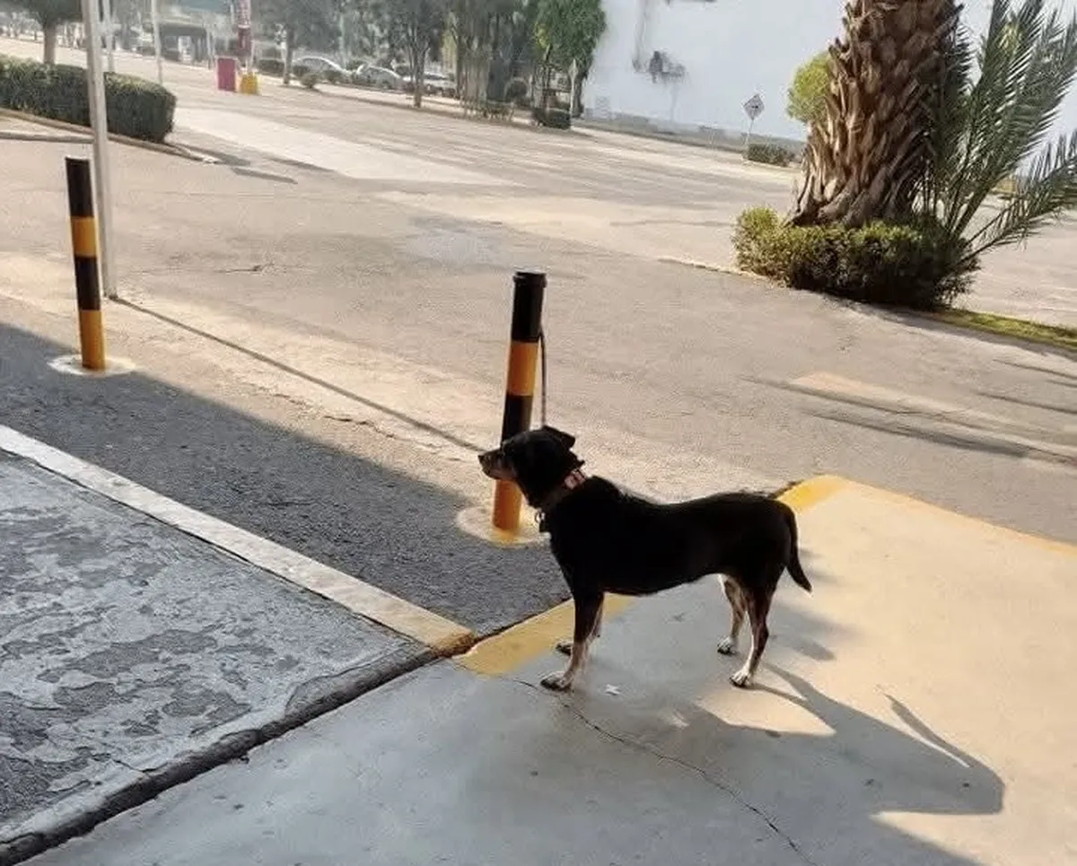 Reportan perrito amarrado en Multiplaza Cuautitlán Izcalli