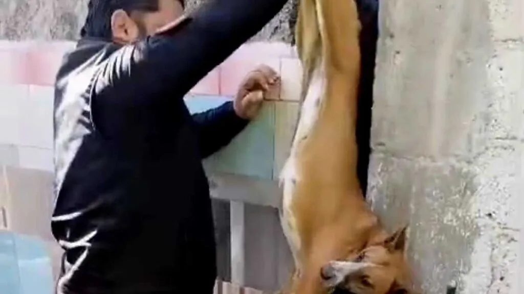 Perrita sobrevive tras quedar atrapada cuatro días entre dos bardas en Ecatepec