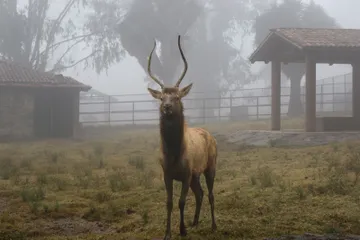 Durante el invierno las especies salen a sus áreas de exhibición a partir de las 10:30 horas, cuando las condiciones climáticas resultan más favorables para su bienestar.