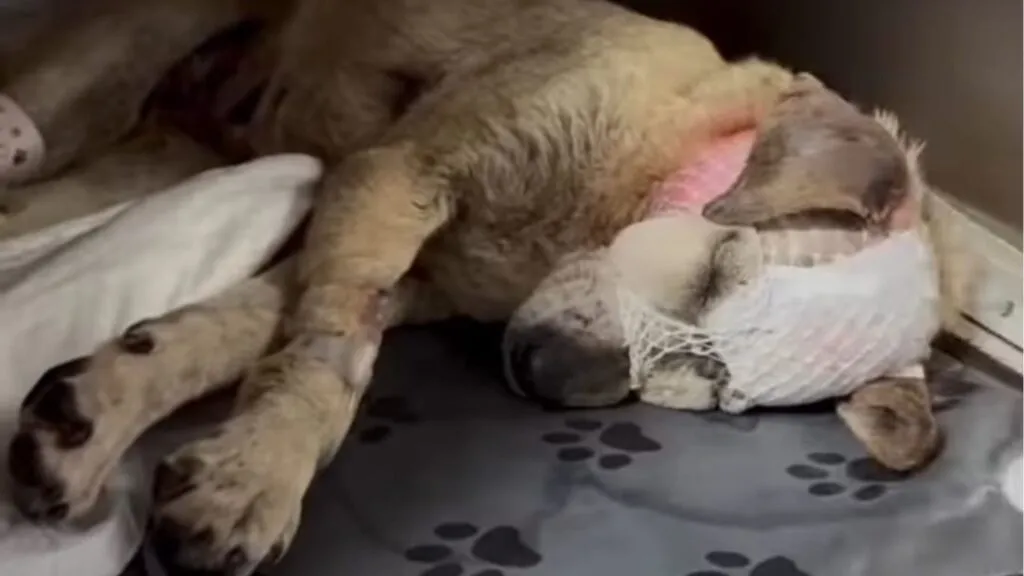 Edomex: AC estima que hay al menos un caso de maltrato animal por calle