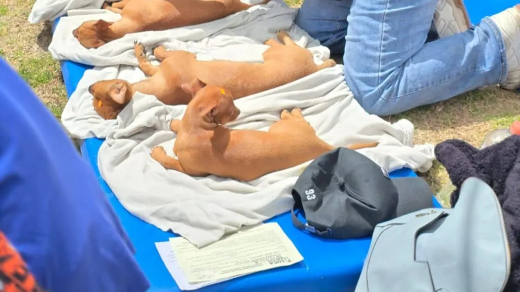 Toluca fortaleció el Centro de Control y Bienestar Animal