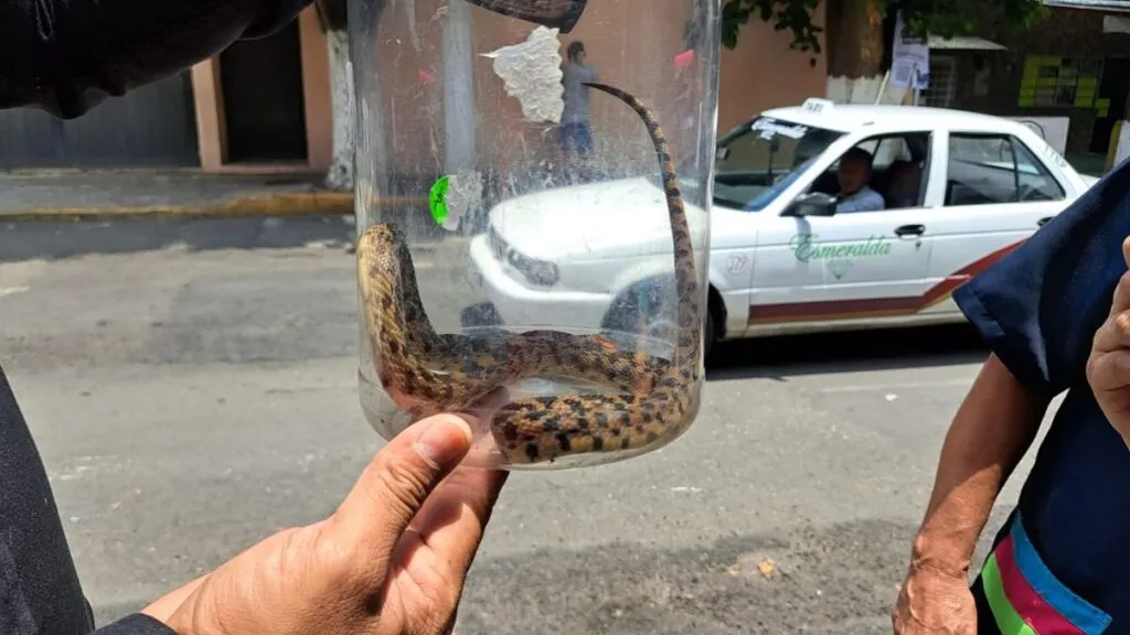 Serpiente cincuate fue arrastrada por las lluvias a calles de Ecatepec