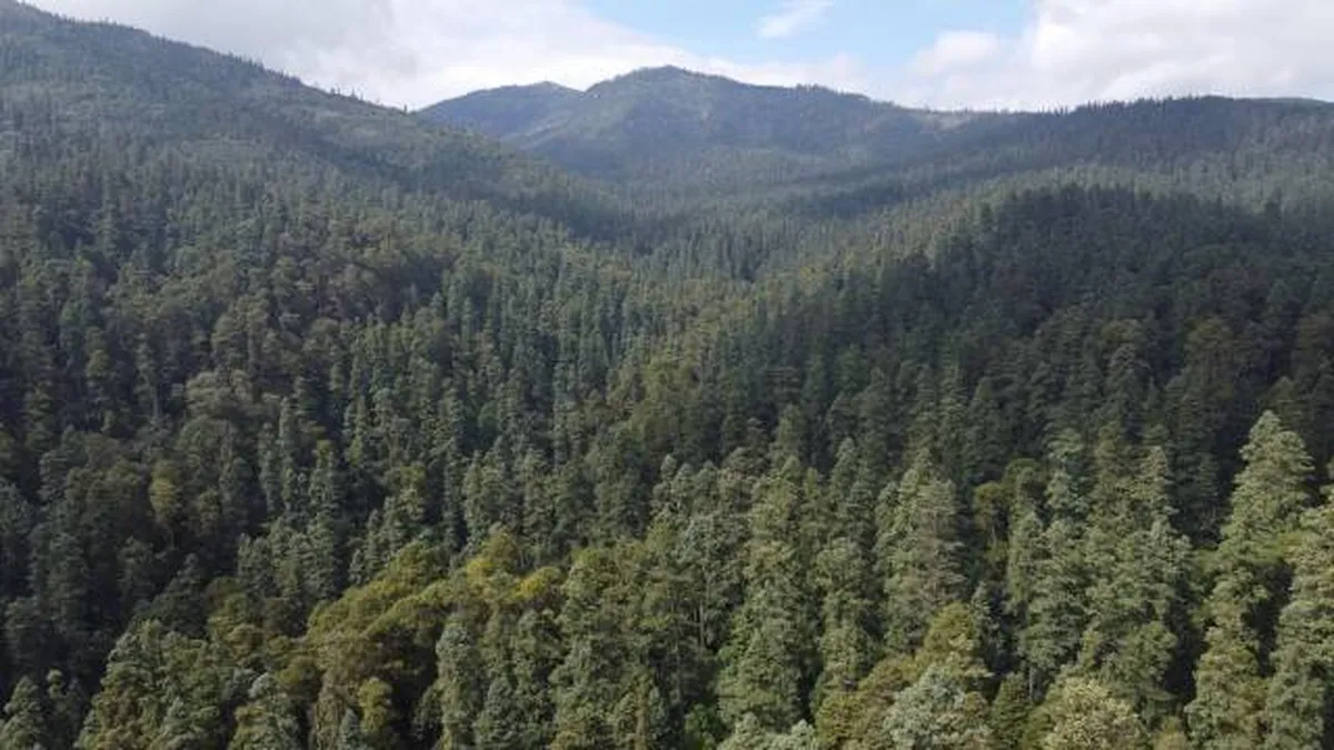 Texcoco: requiere un millón de árboles para restauración de bosques