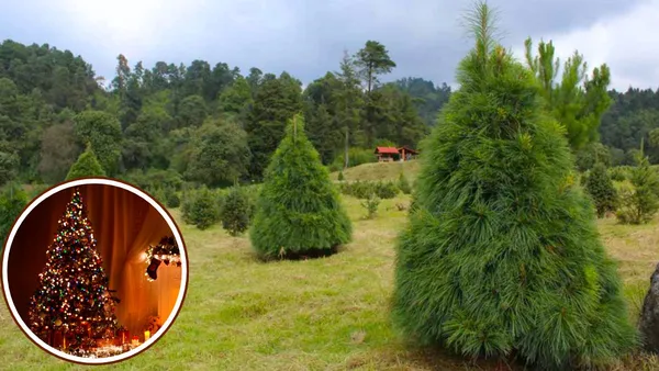 Lugares en los que puedes comprar árboles de Navidad en Edomex