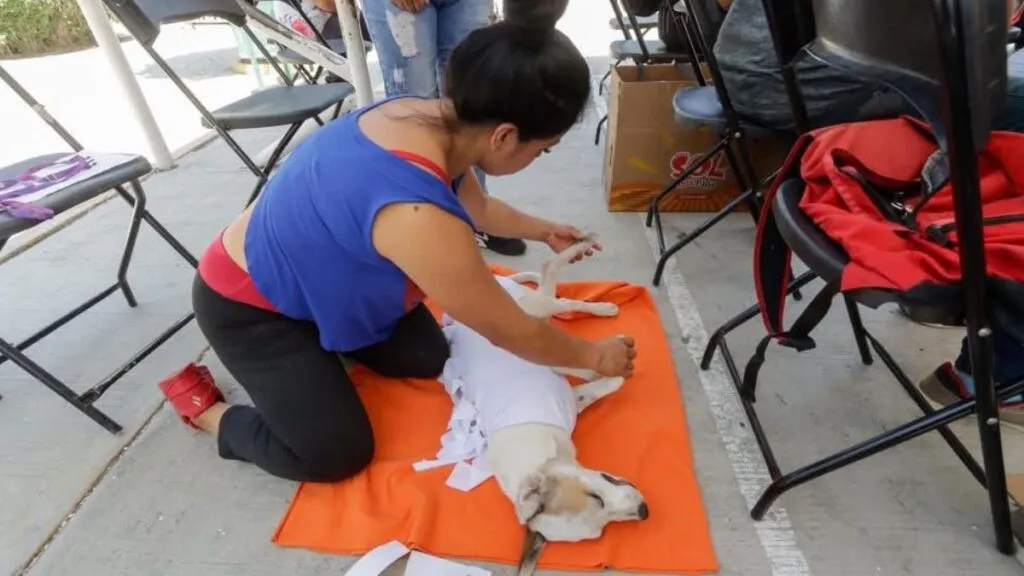 Protectoras llaman a “apadrinar” esterilizaciones para frenar sobrepoblación de perros y gatos en Edomex