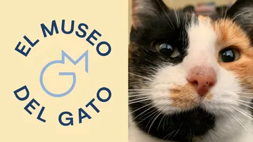 Museo del Gato en CDMX: precios, ubicación y todo lo que puedes encontrar
