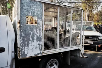 ¡Delicado el estado de salud de 171 perros rescatados del Refugio Franciscano!