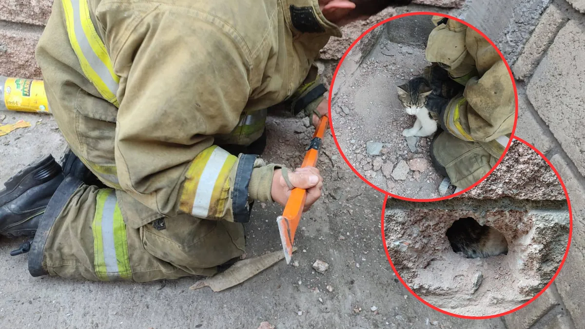 Bomberos de Metepec rescatan a gato atrapado entre dos bardas