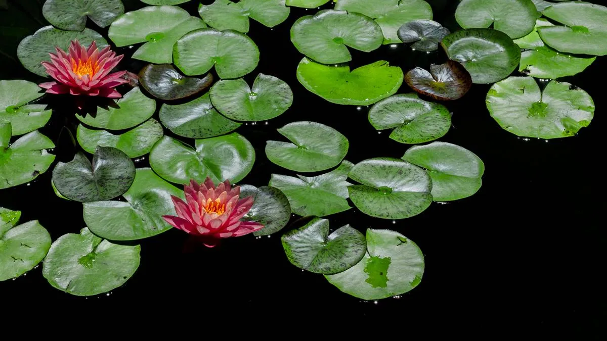 Toluca: Alertan plaga de lirio acuático en laguna del parque Sierra Morelos