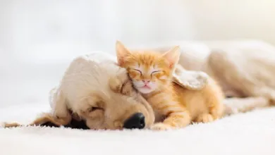 Campaña de esterilización gratis en Jiquipilco